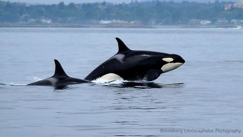 fun in the Salish Sea J14 (Samish) breaching in the Salish Sea near San Juan Island Washington Killer whale,Orca,Orcinus orca,Whale
