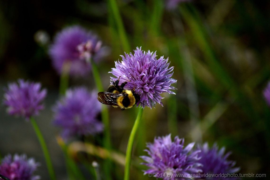 Apis Chive The latin name for "Bee" is "Apis" and I took a picture of it on a wild chive, so that is why the title is what it is. This photograph was taken in garden, and the watermark is from my website (so yes this photo is my own and owned by myself). Taken on June 23, 2014. bumblebee