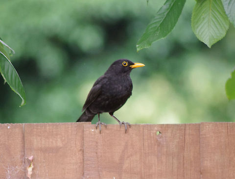 Blackbird Profile Common Blackbird,Turdus merula