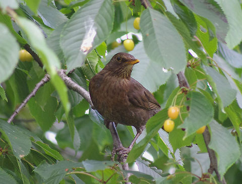 Female Blackbird Blackbird hiding in a cherry tree Common Blackbird,Turdus merula