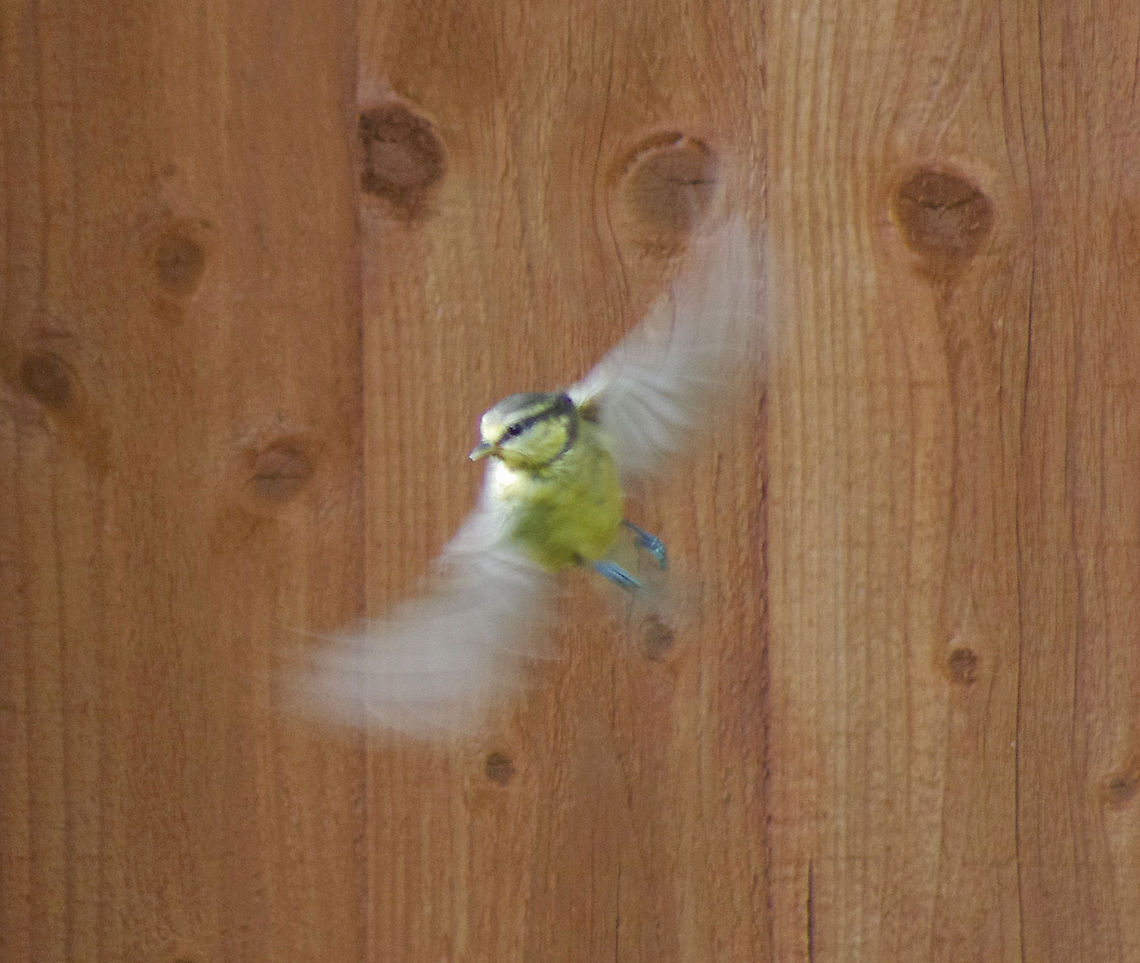 Blue Tit in flight A flurry of little wings is hard to nail!  Blue Tit,Cyanistes caeruleus