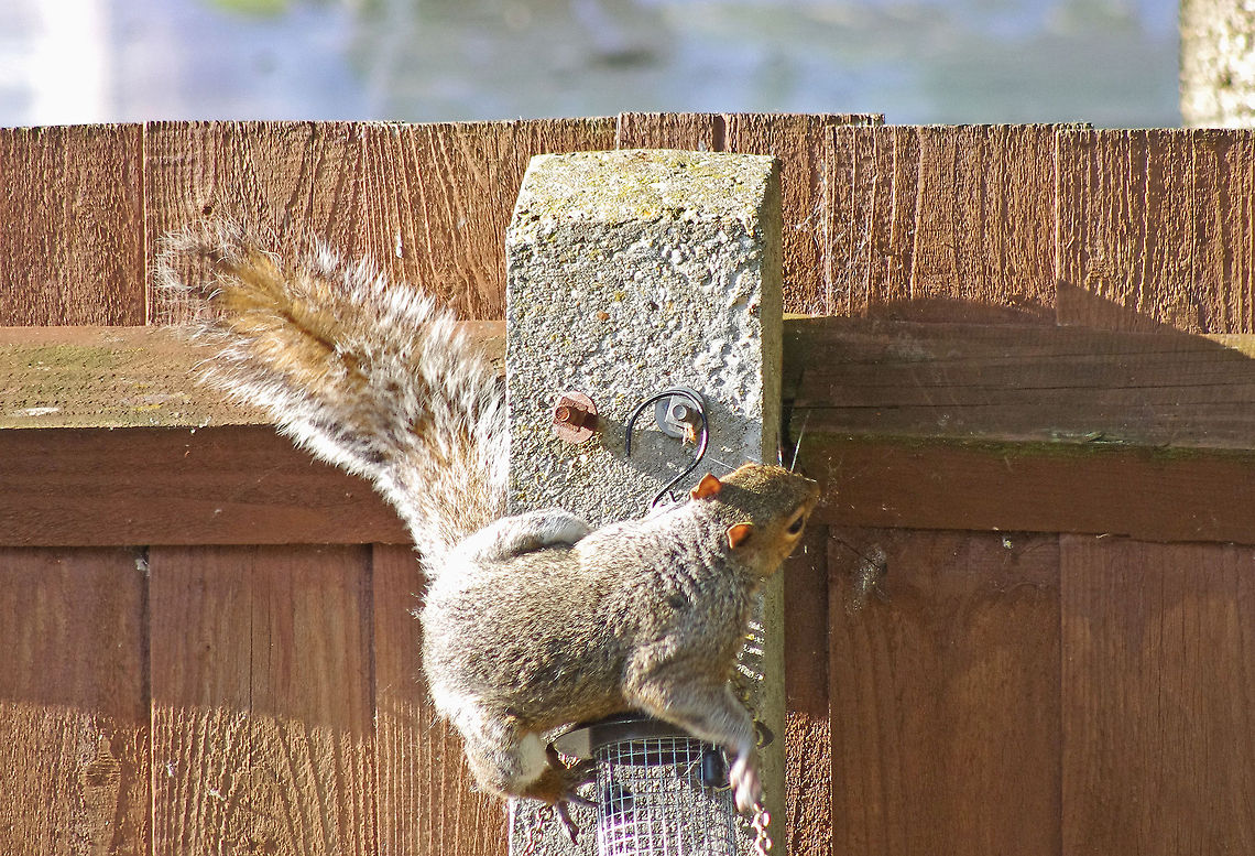 Squirrel mischief! A grey squirrel tries to crack open the bird feeder Eastern gray squirrel,Sciurus carolinensis