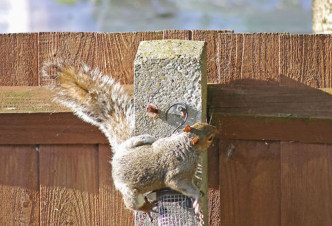 Squirrel mischief! A grey squirrel tries to crack open the bird feeder Eastern gray squirrel,Sciurus carolinensis