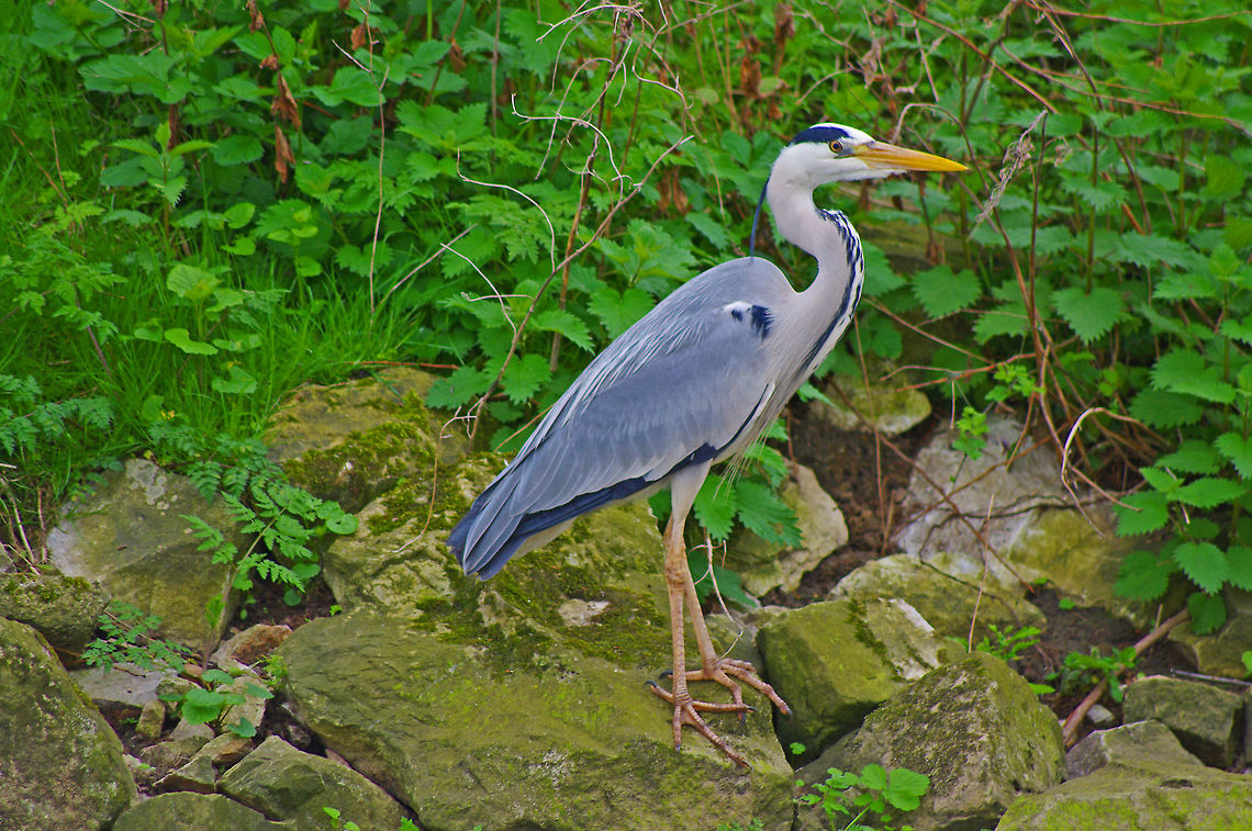 Grey Heron Biding his time in the shadows, the presence of the Grey Heron Ardea cinerea,Grey Heron