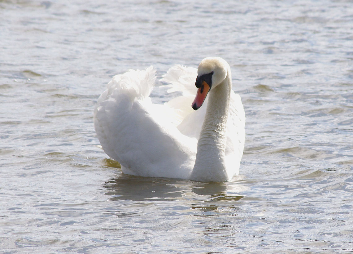 Mute Swan Grace personified; turmoil beneath the water! Cygnus olor,Mute Swan