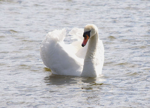 Mute Swan Grace personified; turmoil beneath the water! Cygnus olor,Mute Swan