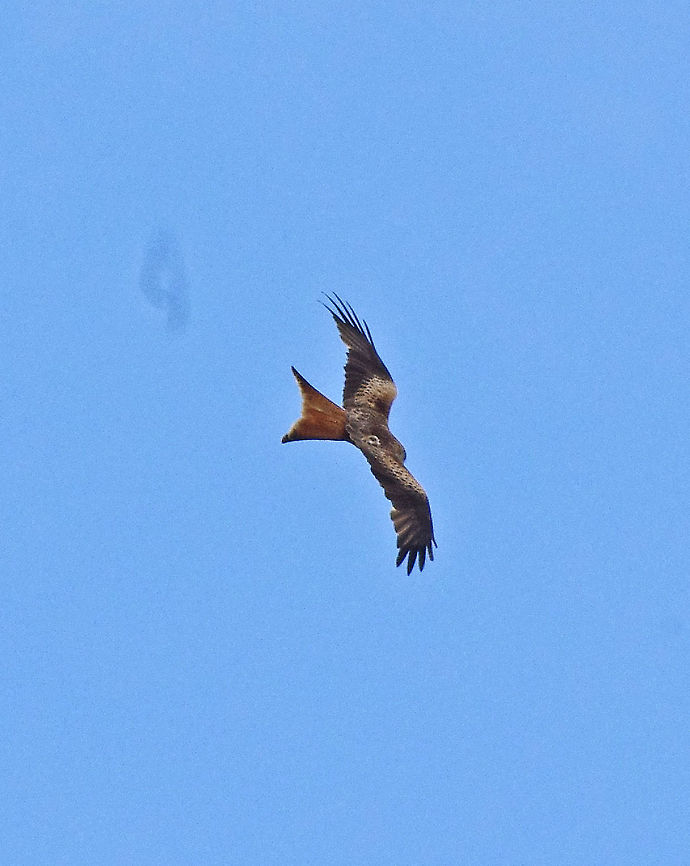 Red Kite A rare sight as the Red Kite soars over the River Thames Milvus milvus,Red Kite