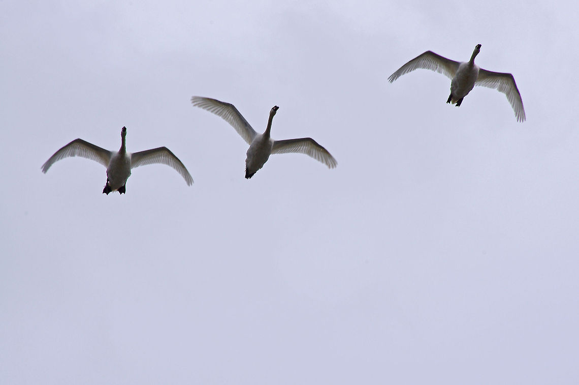 Swans in flight Flying upstream along the River Thames, the Swans aloft Cygnus olor,Mute Swan