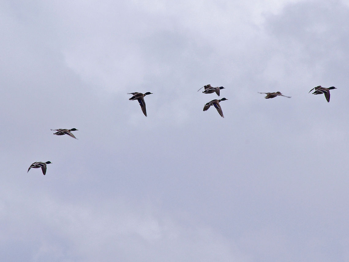 Wild Duck Mallards travelling together Anas platyrhynchos,Mallard