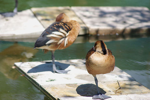 Two Shy Meducks without a leg to stand on Dendrocygna bicolor,Fulvous Whistling Duck