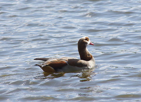 Egyptian Goose At home at Attenborough nature reserve Alopochen aegyptiacus,Egyptian Goose