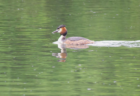 Great Crested Grebe At home at Mill Lakes Country Park Great Crested Grebe,Podiceps cristatus