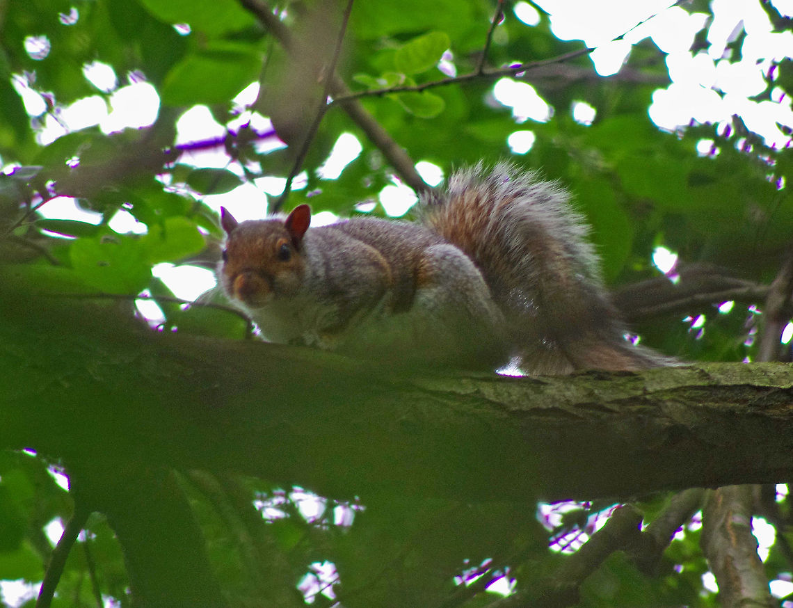 Wild Squirrel Secretive, frenetic world of the Squirrel finds him hidden in dense woodland and shunning the prying attentions of the photographer Eastern gray squirrel,Geotagged,Sciurus carolinensis,United Kingdom,mammal,squirrel