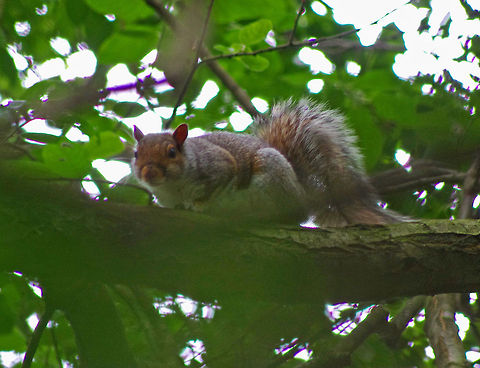 Wild Squirrel Secretive, frenetic world of the Squirrel finds him hidden in dense woodland and shunning the prying attentions of the photographer Eastern gray squirrel,Geotagged,Sciurus carolinensis,United Kingdom,mammal,squirrel