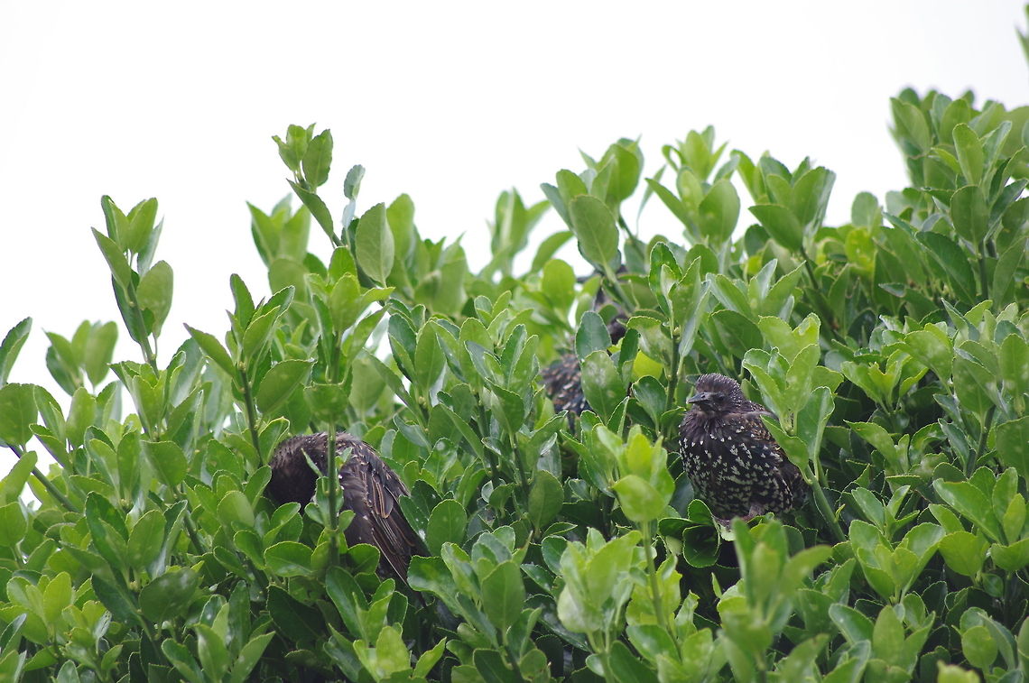 Starlings Starlings taking shelter from the rain Aves,Common Starling,Geotagged,Starling,Sturnus vulgaris,United Kingdom