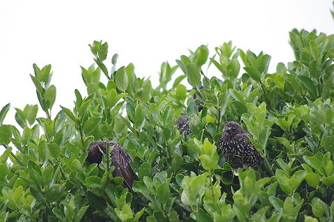 Starlings Starlings taking shelter from the rain Aves,Common Starling,Geotagged,Starling,Sturnus vulgaris,United Kingdom