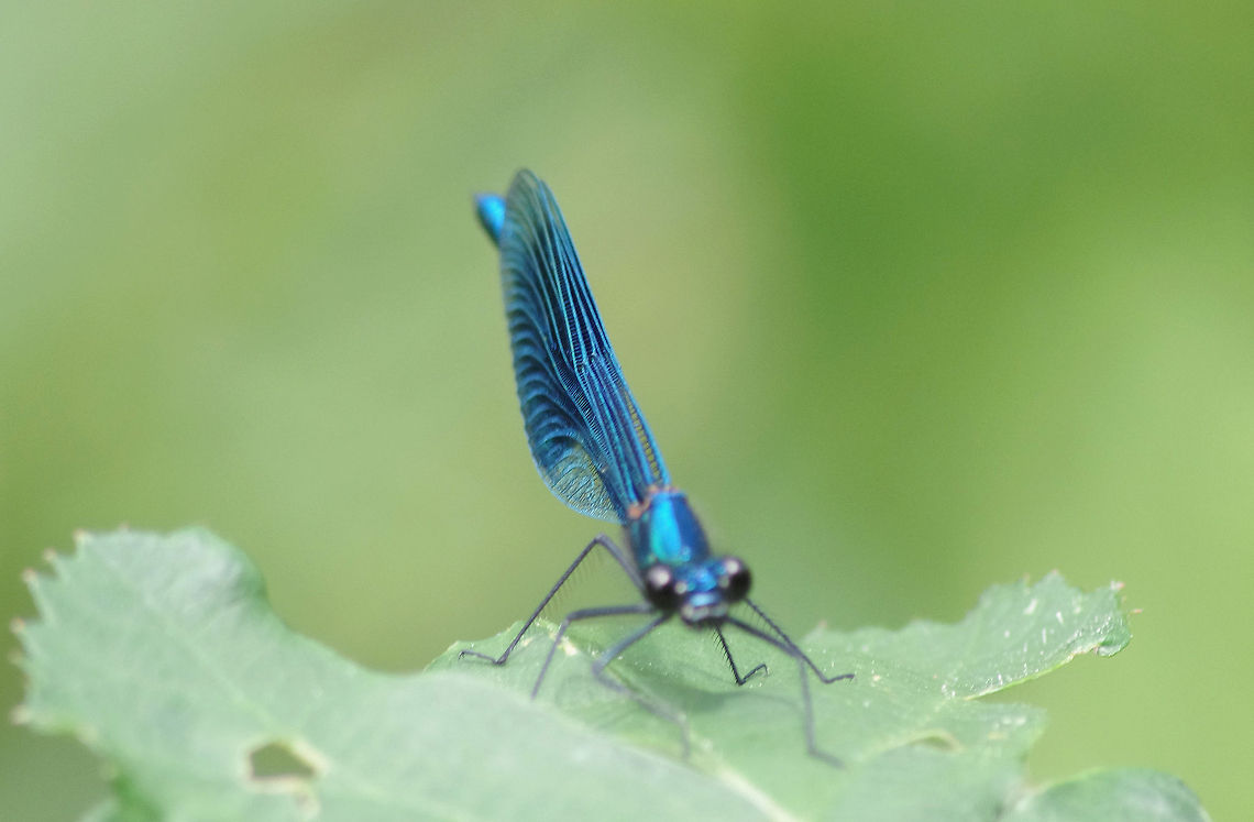 Blue Damselfly Frequenting the waters of the River Leen, this irridescent flash of colour is dazzling Banded Demoiselle,Calopteryx splendens,Damselfly,Geotagged,Nature,United Kingdom
