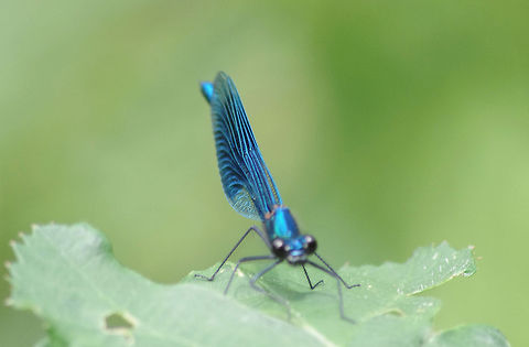 Blue Damselfly Frequenting the waters of the River Leen, this irridescent flash of colour is dazzling Banded Demoiselle,Calopteryx splendens,Damselfly,Geotagged,Nature,United Kingdom