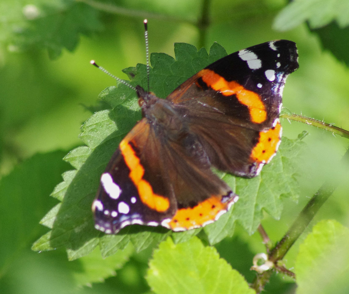 Red Admiral Resplendent colour on this Butterfly Geotagged,Red Admiral,United Kingdom,Vanessa atalanta