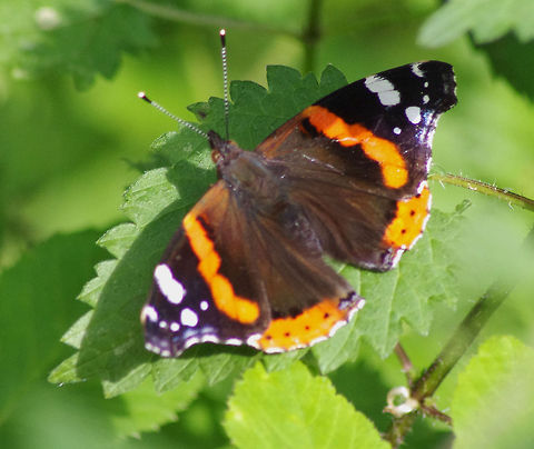 Red Admiral Resplendent colour on this Butterfly Geotagged,Red Admiral,United Kingdom,Vanessa atalanta