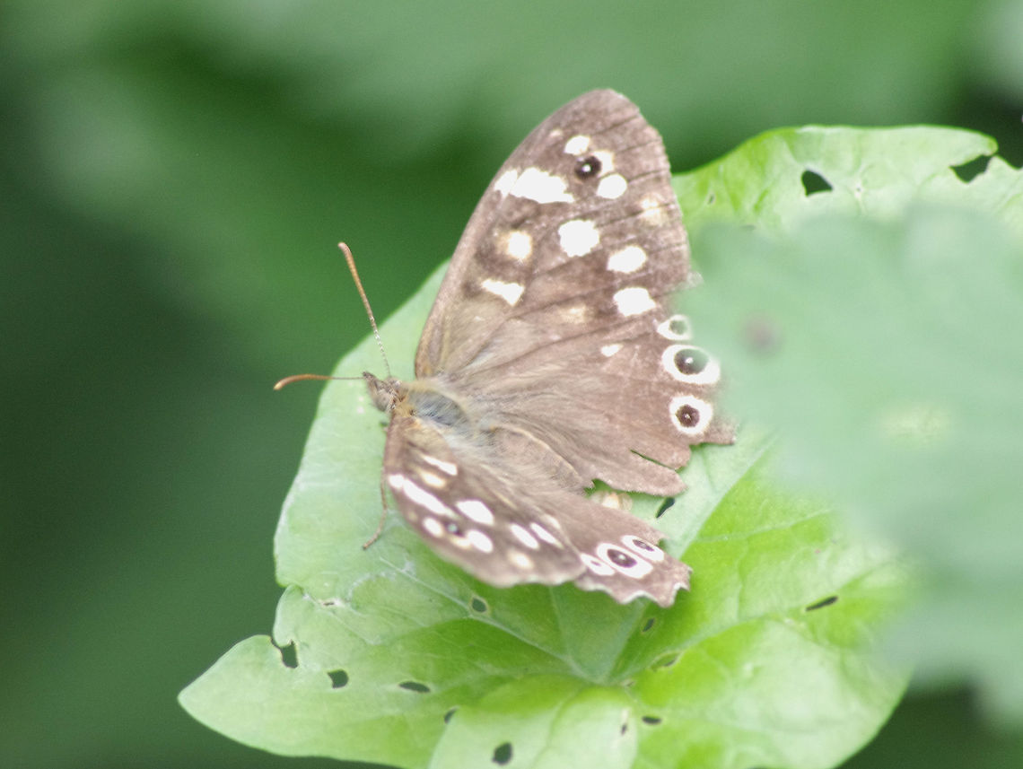Speckled Wood Brown Butterfly evident at Springfield Corner Geotagged,Pararge aegeria,Speckled Wood,United Kingdom
