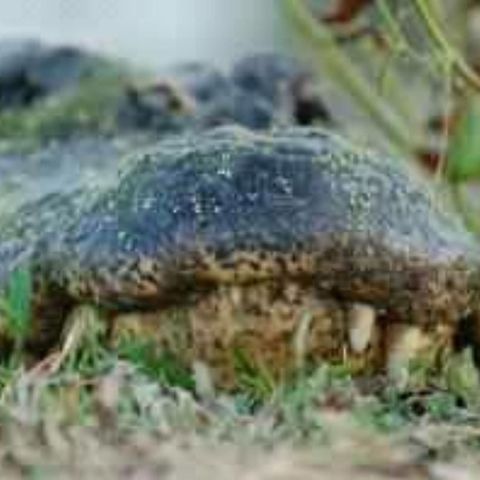 American Alligator Taken Brazos Bend State Park in Texas. Nikon D50 Alligator mississippiensis,American Alligator