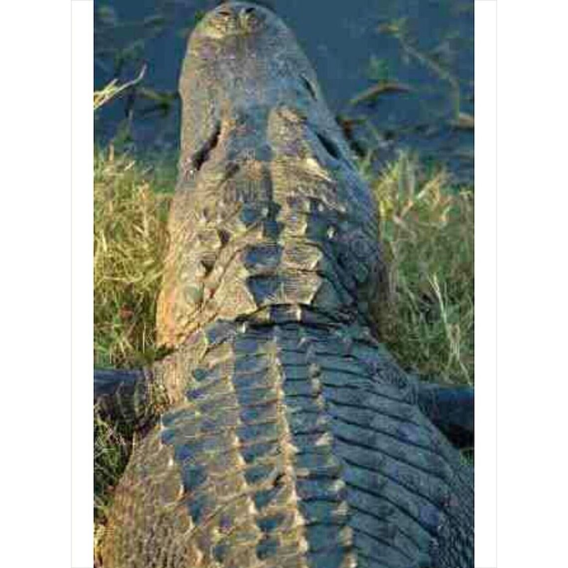 American Alligator American Alligator taken at Brozos Bend State Park. With Nikon D50 Alligator mississippiensis,American Alligator,United States