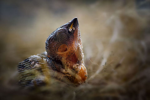 I was afraid to see the world the baby bird (I don't know the family of it)