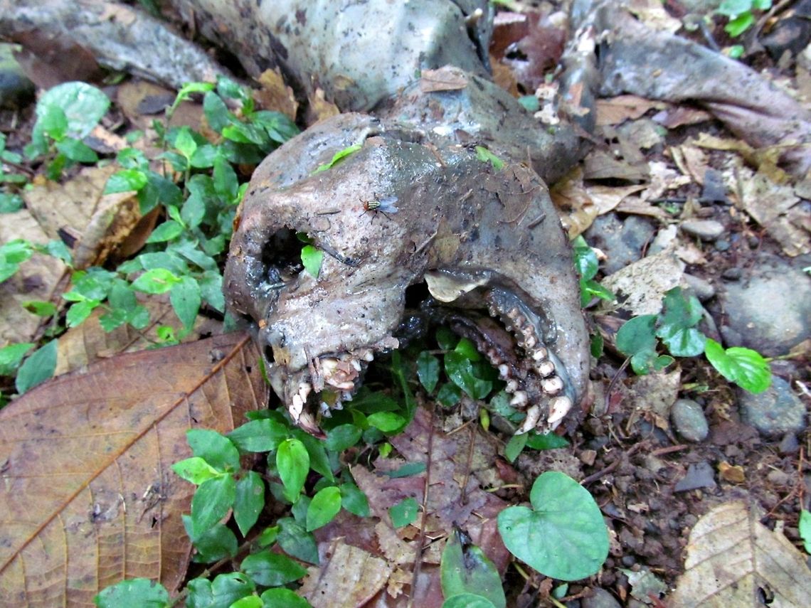 Death in the Jungle While vacationing last summer in Costa Rica, my daughter and I took a nature walk behind our hotel.  We came across this dead howler monkey.  We are very fascinated by the life cycle.  We had a lovely conversation on how the monkey met his demise.   Alouatta caraya,Black howler,Costa Rica,Costa Rican Bird Route,Death,Gavilan Lodge,Geotagged,Hotel Gavilan,Howler Monkey,Life Cycle,Sarapiqui