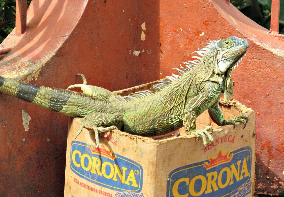 Iguana King of Beers We loved traveling throughout Costa Rica last year.  We stopped at the Restaurante Las Iguanas for a bathroom &amp; ice cream break.  And too see the many Iguanas.  This one made me chuckle, even though this box of Corona is oil, it immediately made me think of the Corona beer, and this little guy was the &quot;king of beers&quot;. Costa Rica,Green iguana,Iguana,Iguana iguana,Restaurante Las Iguanas