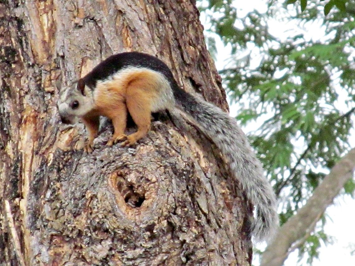 Costa Rican Squirrel This little guy was playing tag around the tree with 2 friends.  Very pretty.   Beach,Costa Rica,Geotagged,Hotel Mangary,Playa Hermosa,Sciurus variegatoides,Squirrel,Variegated squirrel