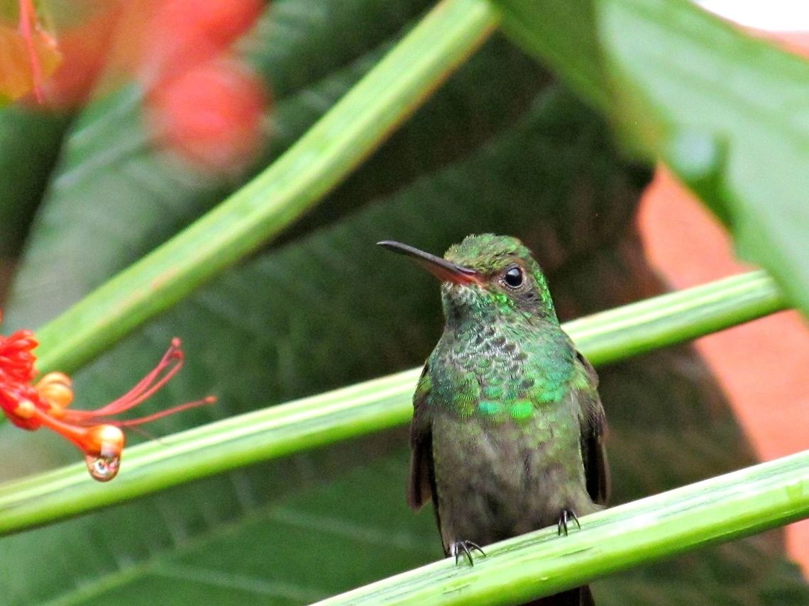 I'm ready for my closeup I was so amazed at the beauty everyplace we looked in Costa Rica.  At one of our hotels, there were hundreds of hummingbirds.  They were attracted to these red flowers, notice the nectar dripping off the flower?   Amazilia boucardi,Costa Rica,Geotagged,Hummingbird,Lake Arenal,Mangrove hummingbird,Nectar,Villas Vista Hotel,closeup