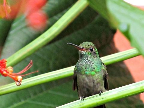 I'm ready for my closeup I was so amazed at the beauty everyplace we looked in Costa Rica.  At one of our hotels, there were hundreds of hummingbirds.  They were attracted to these red flowers, notice the nectar dripping off the flower?   Amazilia boucardi,Costa Rica,Geotagged,Hummingbird,Lake Arenal,Mangrove hummingbird,Nectar,Villas Vista Hotel,closeup