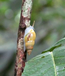 Rainforest Creeper Not the best quality photo, but again, I'm not a pro, I leave that up to my son.  As I was walking on a trail in Costa Rica, something yellow caught my eye.  As I zoomed in with my camera, it was a snail.  Interesting to say the least. Costa Rica,Geotagged,LaFortuna,LaFortuna Waterfall,Slime,Snail,Waterfall,Yellow