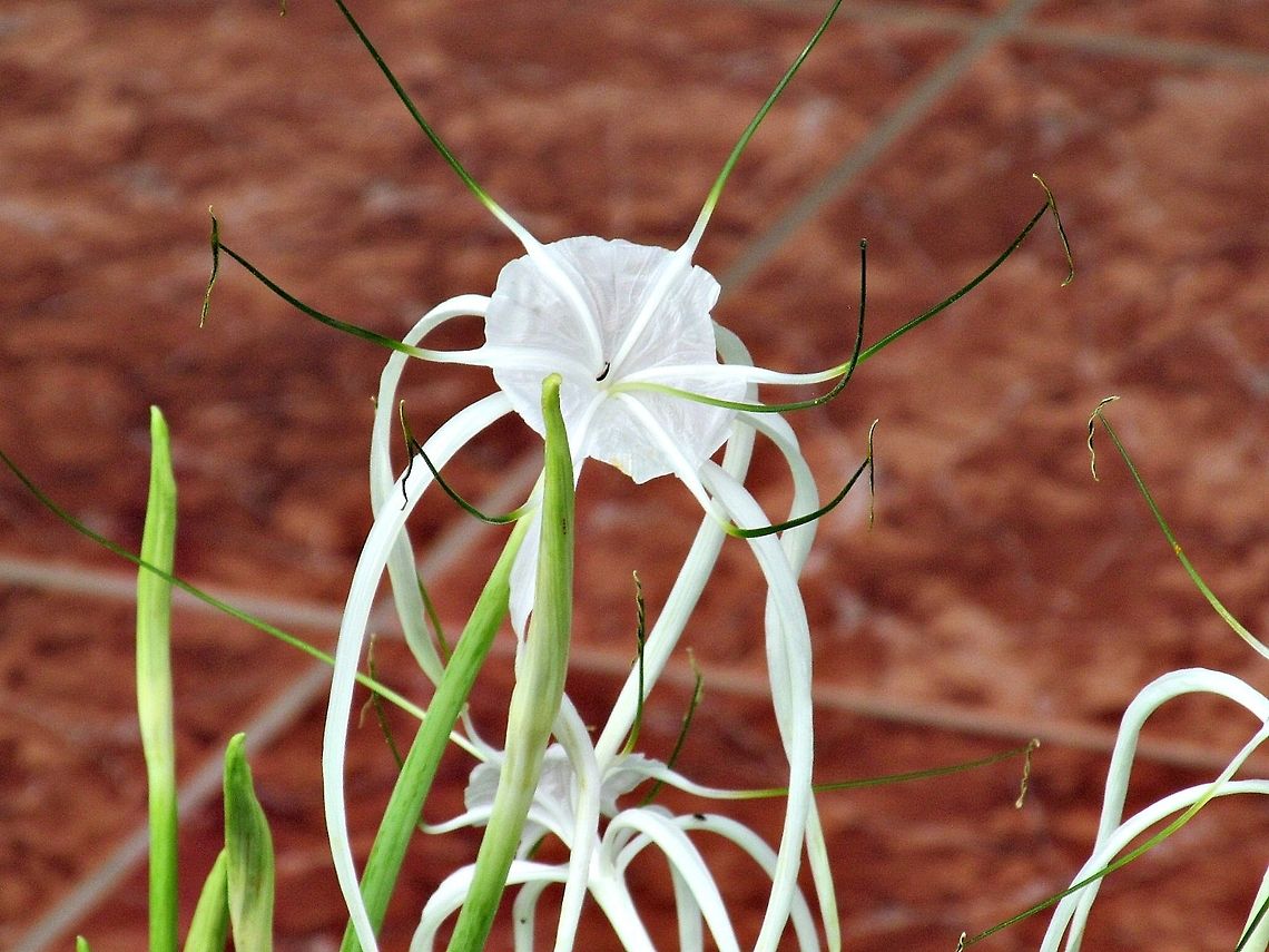 White flower I&#039;m not really sure if this is a type of Orchid.  I was so happy to find different varieties of Orchids.  This is so dainty looking.   Beach Spider Lily,Costa Rica,Hymenocallis littoralis,LaFortuna,Leggy,White