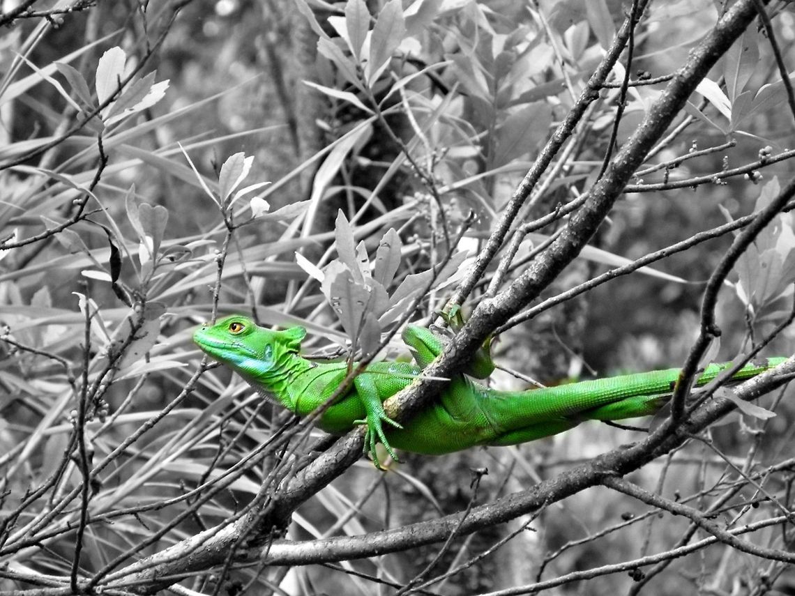 Emerald Basilisk Isn't it just beautiful?   Arenal,Basiliscus plumifrons,Costa Rica,Emerald,Emerald Basilisk,Geotagged,Green,Plumed basilisk,Tree,Volcano Arenal,hiking,trail