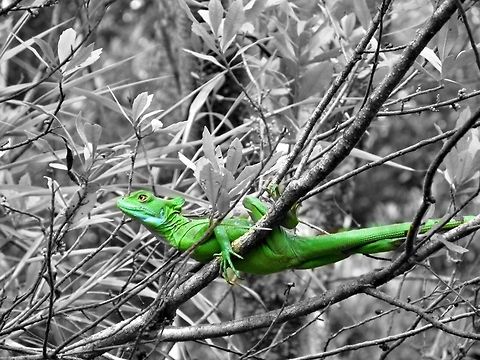 Emerald Basilisk Isn't it just beautiful?   Arenal,Basiliscus plumifrons,Costa Rica,Emerald,Emerald Basilisk,Geotagged,Green,Plumed basilisk,Tree,Volcano Arenal,hiking,trail