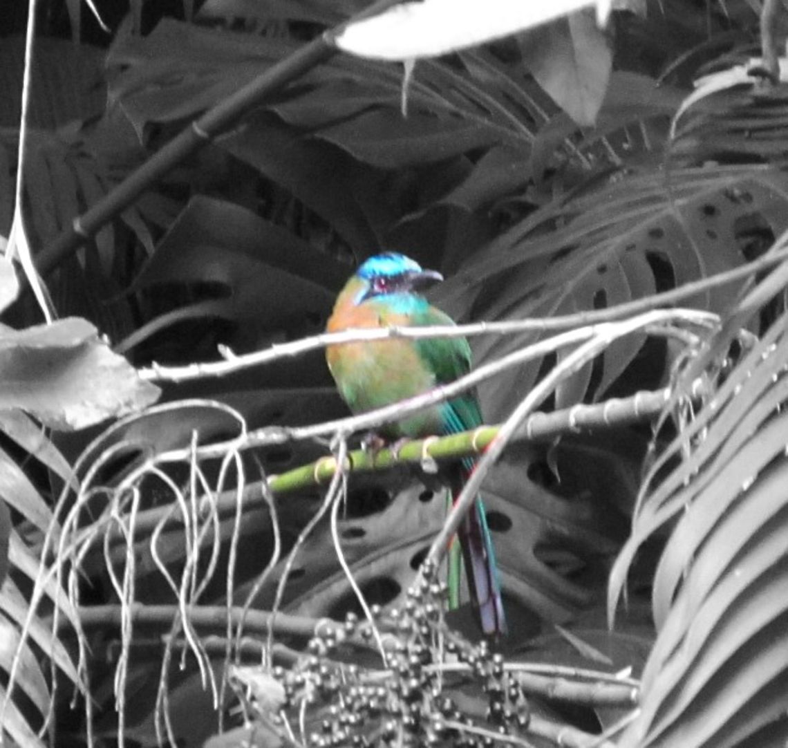 Blue Crowned Motmot Another beauty Blue crowned motmot,Blue-crowned motmot,Costa Rica,Geotagged,INBioparque,Momotus momota,beautiful,beauty,bird,blue,costa rica,crown,motmot,tweet tweet