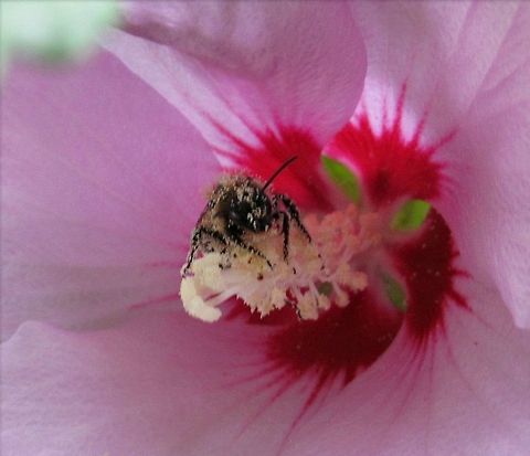 Buzz I was in my garden, and something white caught my eye.  The closer I looked, the bumble bee was covered in pollen.  I was so covered, he was buzzing, more like humming and slow flying.   Bee,Bumblebee,Hibiscus syriacus,Rose of Sharon,buzz,covered,pollen,rose of sharon