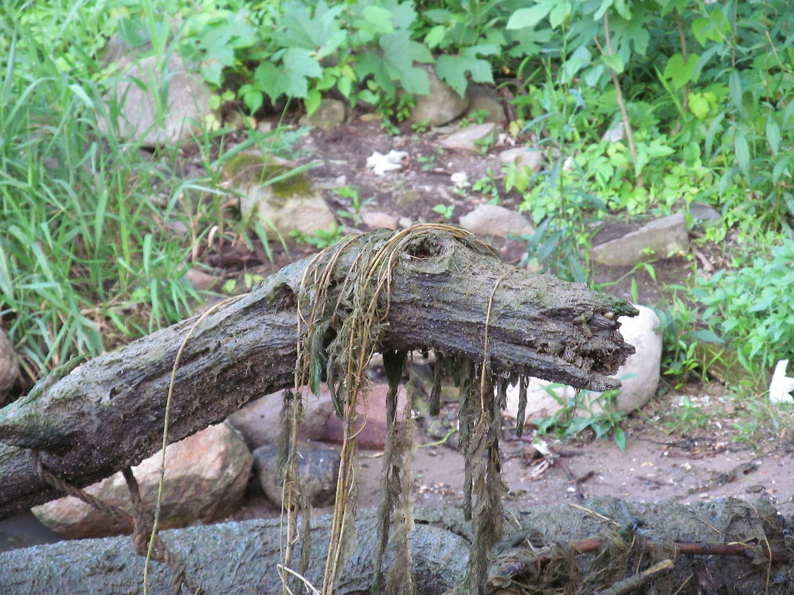 Loch Ness discovered Last summer we spent cleaning up the shore front at my parents recently purchased camp.  My husband pulled this tree out of the water.  As I was watching him, I looked at it and said &quot;Nessie&quot;.  I showed my mom and she wanted to keep it.  My dad and husband didn&#039;t see &quot;Nessie&quot; and threw it in the burning pile.  :-( Cross Lake NY,Discovered,Found,Loch Ness,Nessie,Seneca River