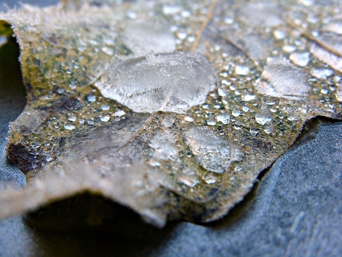 frost One morning I went out to start my car and there were some fallen leaves with frost on them.  I thought the close up of the frost was cool looking. cold,dew,frost,ice,leaf,leaves,morning,winter