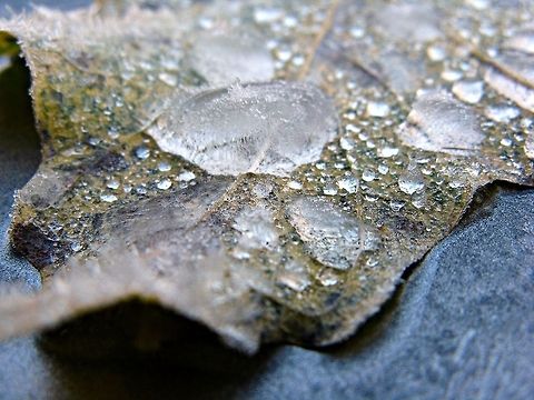 frost One morning I went out to start my car and there were some fallen leaves with frost on them.  I thought the close up of the frost was cool looking. cold,dew,frost,ice,leaf,leaves,morning,winter