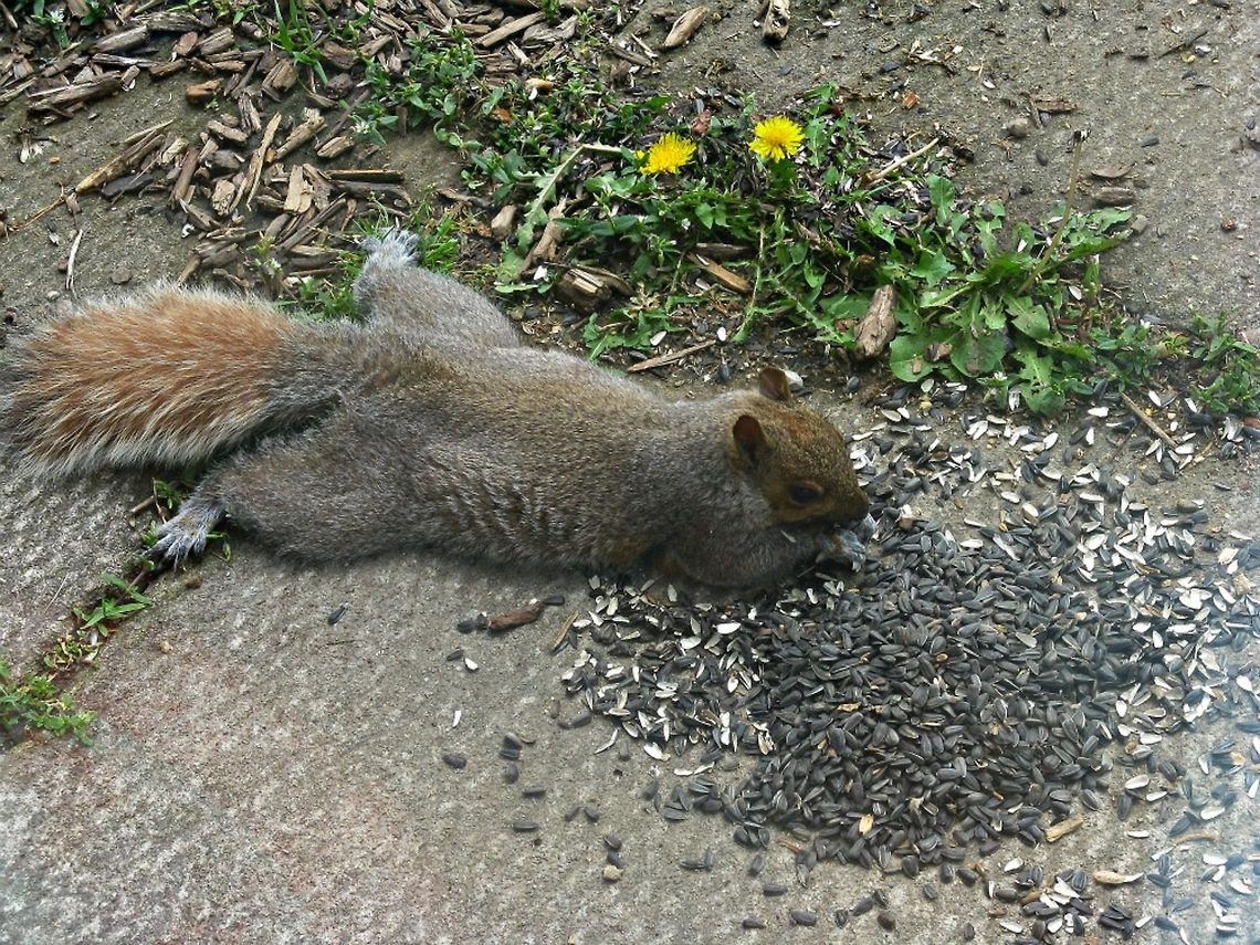 Too relaxed One morning I opened my blinds to find this squirrel laying on it&#039;s stomach, just shoveling the seed in its mouth. Eastern gray squirrel,Sciurus carolinensis,Squirrel,fat,funny,hungry,lazy,seed,too relaxed