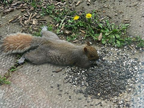 Too relaxed One morning I opened my blinds to find this squirrel laying on it's stomach, just shoveling the seed in its mouth. Eastern gray squirrel,Sciurus carolinensis,Squirrel,fat,funny,hungry,lazy,seed,too relaxed