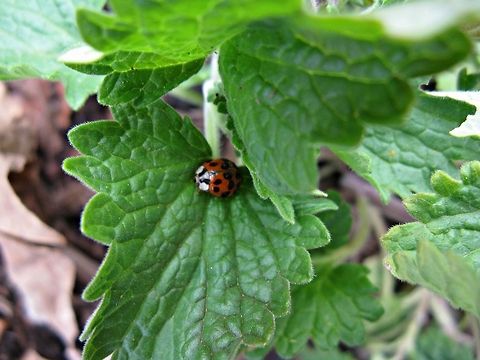 Little Lady While weeding, I pushed back some leaves and this lady bug caught my eye.  I ran to get my camera and snapped this picture. Harlequin ladybird,Harmonia axyridis,Lady bug,black,leaves,red