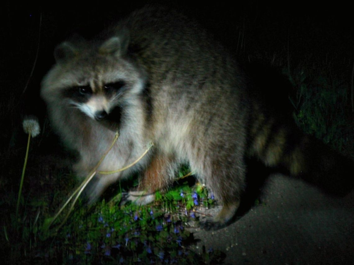 Caught! I could hear some noises outside at the bird feeder.  Shined the light outside and caught the culprit.   Caught,Procyon lotor,Raccoon,Rodney Raccoon,criminal,culprit,feeder