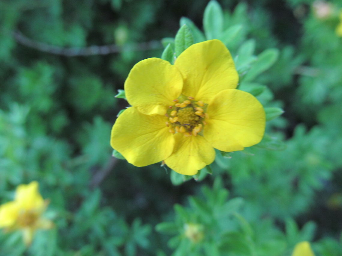 Yellow Beauty The other evening I was bored so I took a walk around my yard.  Trying to get the hang of my macro.   Bush,Flower,Yellow