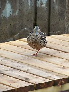 One Foot, Two Foot A duck that was standing on one foot forever.  I wonder why? Anas platyrhynchos,Duck,Geotagged,Mallard,United States,foot,quack,skaneateles ny