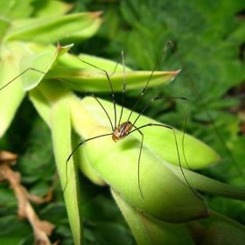 spider a close up of a spider on my hens & chicks Spider,hens & chicks