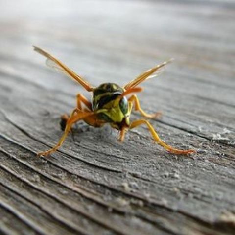 What cha looking at A curious wasp wasp